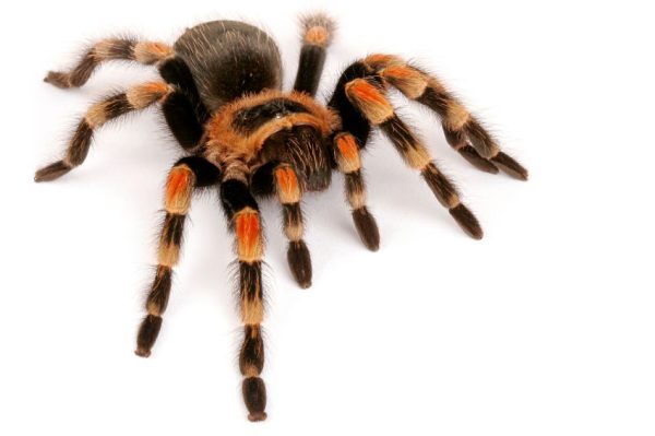 Mexican Redknee Tarantula For Sale