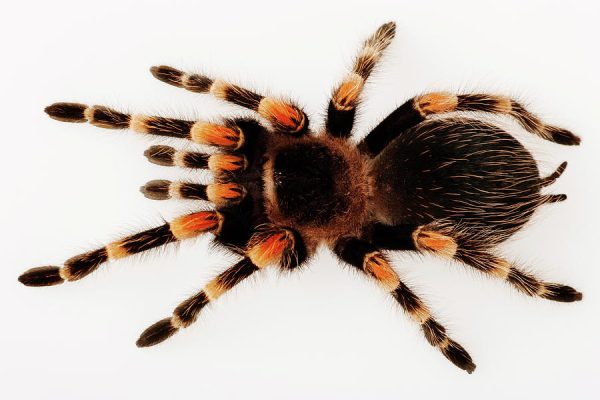 Mexican Redknee Tarantula For Sale