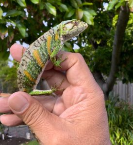 Monkey Anole For Sale