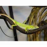 Monkey Anole For Sale