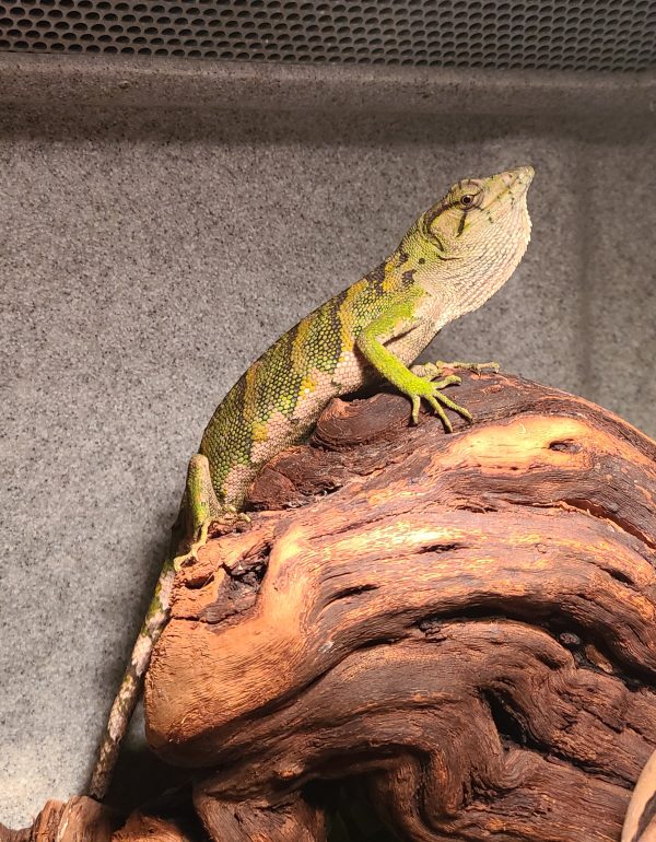 Monkey Anole For Sale