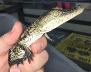 Morelets Crocodile For Sale