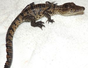 Morelets Crocodile For Sale