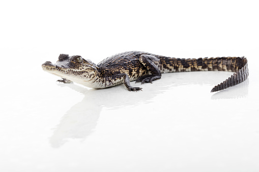 Morelets Crocodile For Sale