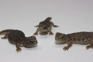 Moroccan Uromastyx For Sale