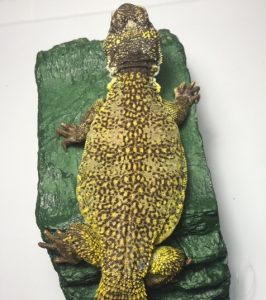 Moroccan Uromastyx For Sale