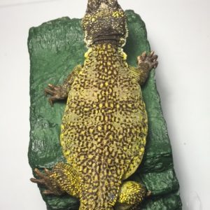 Moroccan Uromastyx For Sale
