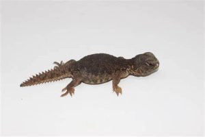 Moroccan Uromastyx For Sale