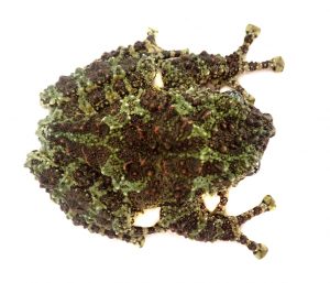 Mossy Frogs For Sale