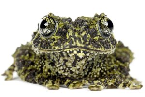 Mossy Frogs For Sale