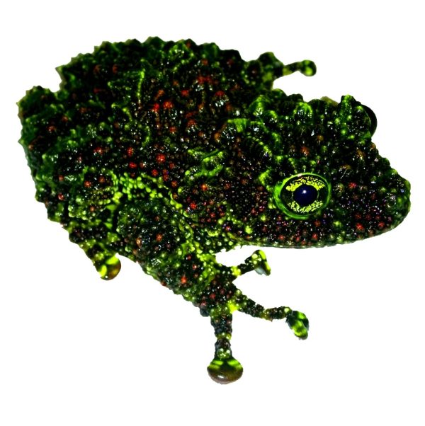 Mossy Frogs For Sale
