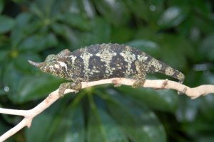 Mount Meru Jackson's Chameleon For Sale