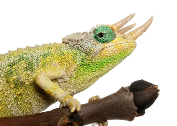 Mount Meru Jackson's Chameleon For Sale