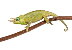 Mount Meru Jackson's Chameleon For Sale