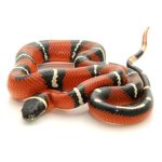 Nelson's Milk Snake For Sale