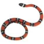 Nelson's Milk Snake For Sale