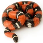 Nelson's Milk Snake For Sale