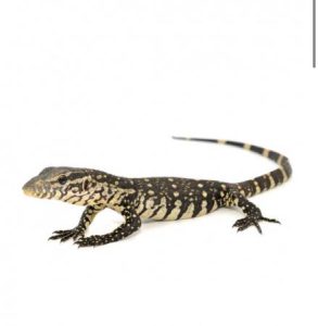 Nile Monitor For Sale
