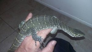 Nile Monitor For Sale