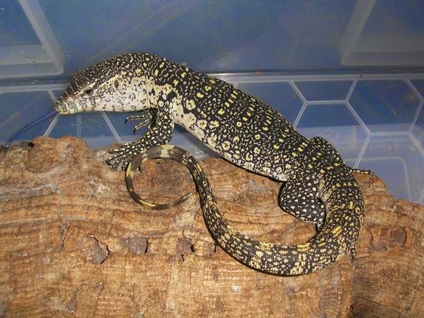 Nile Monitor For Sale
