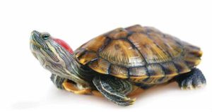 Red Eared Slider Turtle For Sale | In Stock Now - Exotic Pet Reptiles For Sale