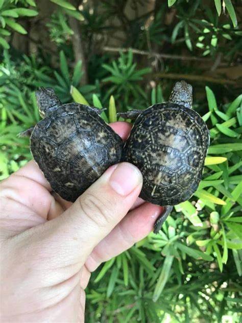 Blandings Turtle For Sale | In Stock Now - Exotic Pet Reptiles For Sale