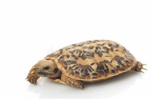 Pancake Tortoise For Sale | In Stock Now - Exotic Pet Reptiles For Sale