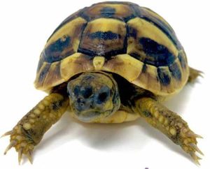 Hermans Tortoise For Sale | In Stock Now - Exotic Pet Reptiles For Sale