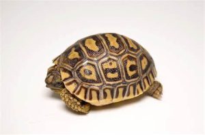 Leopard Tortoise For Sale | In Stock Now - Exotic Pet Reptiles For Sale