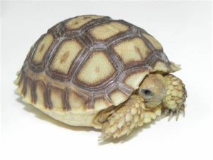 Sulcata Tortoise For Sale | In Stock Now - Exotic Pet Reptiles For Sale