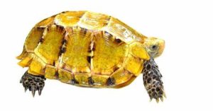 Impressed Tortoise For Sale | In Stock Now - Exotic Pet Reptiles For Sale