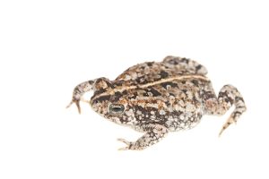 Oak Toad For Sale
