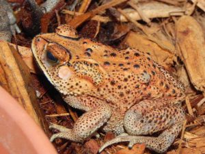 Oak Toad For Sale