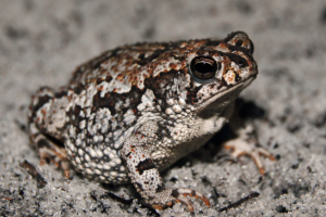 Oak Toad For Sale