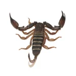 Olive Keeled Flat Rock Scorpion For Sale