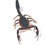 Olive Keeled Flat Rock Scorpion For Sale