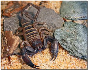 Olive Keeled Flat Rock Scorpion For Sale