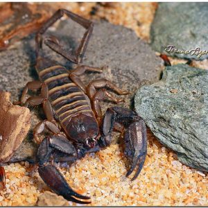 Olive Keeled Flat Rock Scorpion For Sale