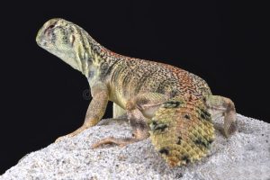 Omani Uromastyx For Sale