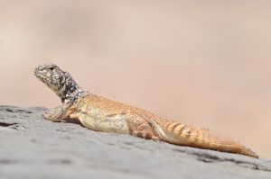 Omani Uromastyx For Sale