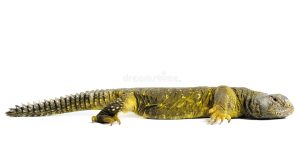 Omani Uromastyx For Sale