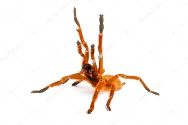 orange baboon tarantula for sale