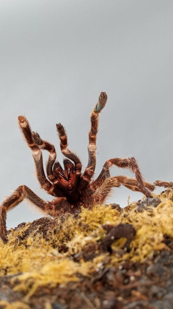 orange baboon tarantula for sale