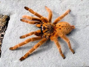 orange baboon tarantula for sale