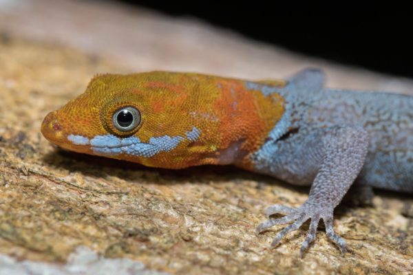 Orange Headed Gecko For Sale