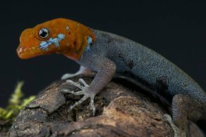 Orange Headed Gecko For Sale