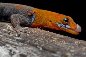 Orange Headed Gecko For Sale