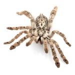 Ornamental Baboon Tarantula For Sale