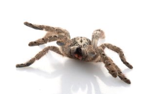 Ornamental Baboon Tarantula For Sale