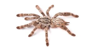 Ornamental Baboon Tarantula For Sale